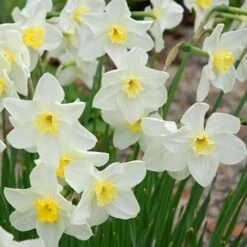 Small-Cupped Narcissus Mix 17 Small-Cupped Narcissus Mix -Planticaa Sales Store x600 24748