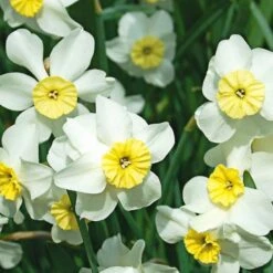 Small-Cupped Narcissus Mix 18 Small-Cupped Narcissus Mix -Planticaa Sales Store x600 24749
