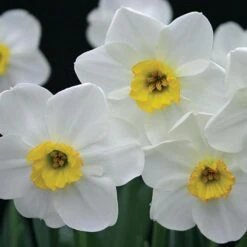 Small-Cupped Narcissus Mix 19 Small-Cupped Narcissus Mix -Planticaa Sales Store x600 24750