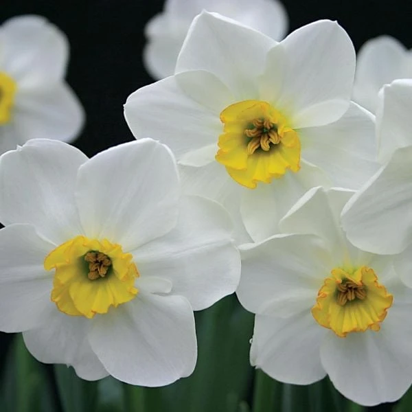Small-Cupped Narcissus Mix 10 Small-Cupped Narcissus Mix - Image 8