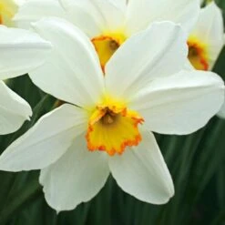 Small-Cupped Narcissus Mix 20 Small-Cupped Narcissus Mix -Planticaa Sales Store x600 24751
