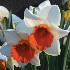 Narcissus 'Chromacolor' -Planticaa Sales Store x600 24767