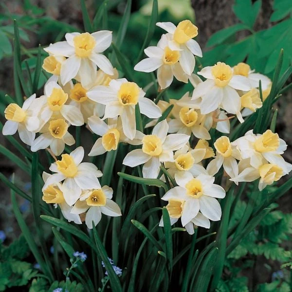 Scent Of Spring Daffodil Mix 5 Scent Of Spring Daffodil Mix - Image 3