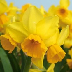 Scent Of Spring Daffodil Mix 12 Scent Of Spring Daffodil Mix -Planticaa Sales Store x600 24769