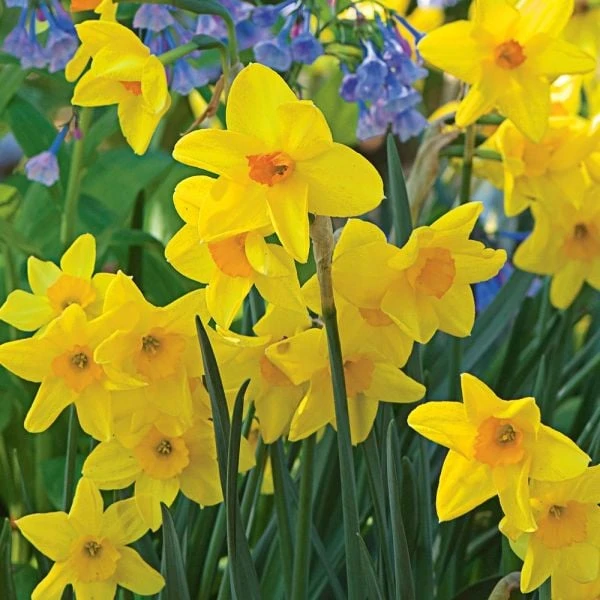 Scent Of Spring Daffodil Mix 8 Scent Of Spring Daffodil Mix - Image 6