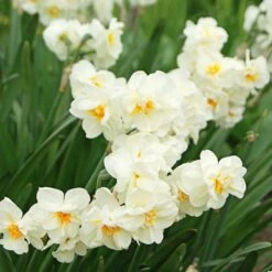 Narcissus The Classics Mix -Planticaa Sales Store x600 24778