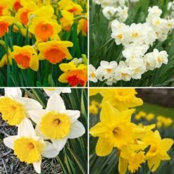 Narcissus The Classics Mix -Planticaa Sales Store x600 24780
