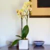 Yellow Moth Orchid In Square White Cachepot 2 Yellow Moth Orchid In Square White Cachepot -Planticaa Sales Store x600 24794