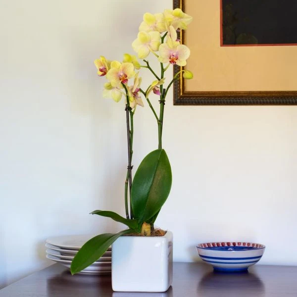 Yellow Moth Orchid In Square White Cachepot 3 Yellow Moth Orchid In Square White Cachepot