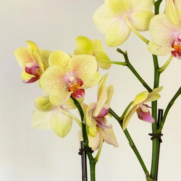 Yellow Moth Orchid In Square White Cachepot 4 Yellow Moth Orchid In Square White Cachepot - Image 2