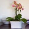 Yellow Mini Moth Orchids In 5½" White Ceramic Cachepot 1 Yellow Mini Moth Orchids In 5½" White Ceramic Cachepot -Planticaa Sales Store x600 24813