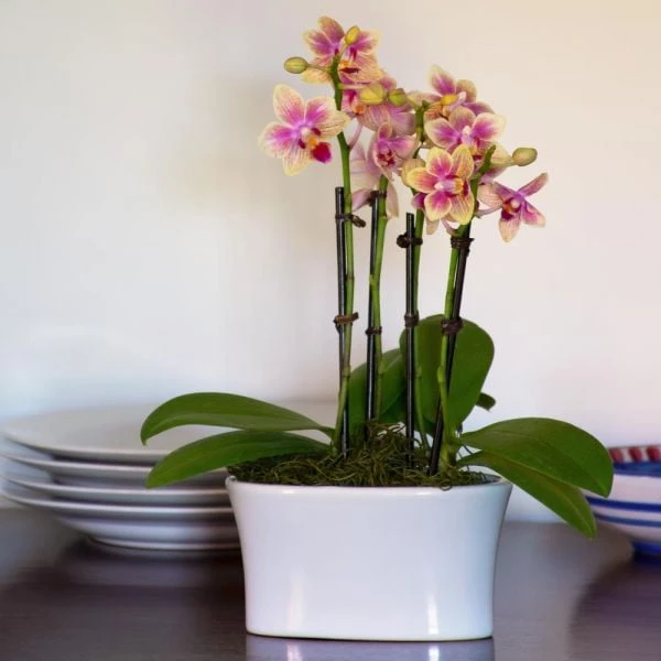 Yellow Mini Moth Orchids In 5½" White Ceramic Cachepot 3 Yellow Mini Moth Orchids In 5½" White Ceramic Cachepot