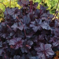 Heuchera 'Obsidian' 8 Heuchera 'Obsidian' -Planticaa Sales Store x600 24837