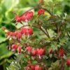 Dicentra Spectabilis Valentine® -Planticaa Sales Store x600 24839