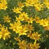 Coreopsis Verticillata 'Zagreb' -Planticaa Sales Store x600 25024