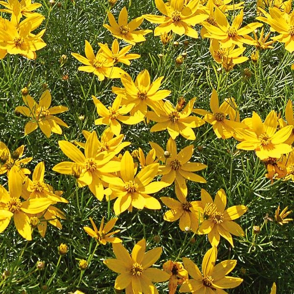 Coreopsis Verticillata 'Zagreb' 3 Coreopsis Verticillata 'Zagreb'