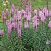 Liatris Spicata 'Kobold' 1 Liatris Spicata 'Kobold' -Planticaa Sales Store x600 25026