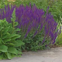 Salvia X Sylvestris 'May Night' -Planticaa Sales Store x600 25031