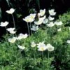 Anemone Sylvestris -Planticaa Sales Store x600 25036