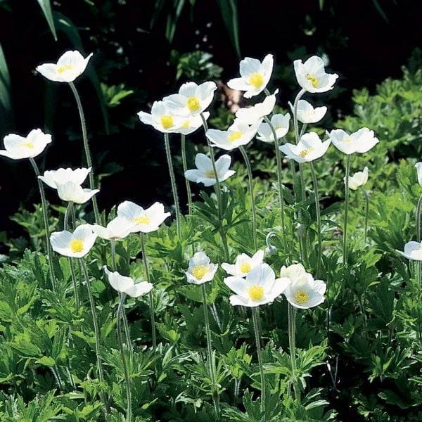 Anemone Sylvestris 3 Anemone Sylvestris