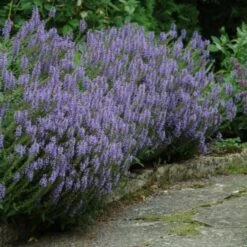 Perfumed Pageant Rose & Perennial Garden -Planticaa Sales Store x600 25053