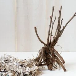 Peony 'Cora Louise' - Itoh Peony -Planticaa Sales Store x600 25121 3