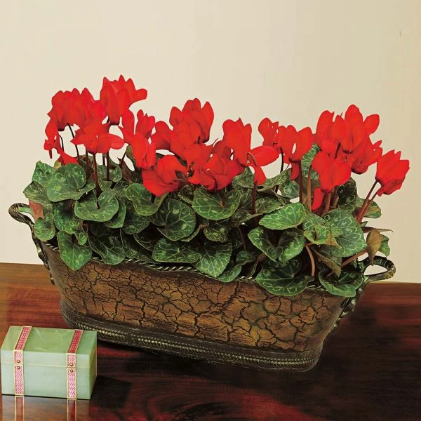 Trio Of Red Cyclamen, Three Pots In Metal Cachepot 4 Trio Of Red Cyclamen, Three Pots In Metal Cachepot - Image 2