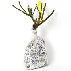 Rose 'William Baffin' -Planticaa Sales Store x600 25249