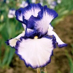 Iris Germanica 'Presby's Crown Jewel' - Reblooming -Planticaa Sales Store x600 25264