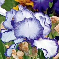 Iris Germanica 'Presby's Crown Jewel' - Reblooming -Planticaa Sales Store x600 25267