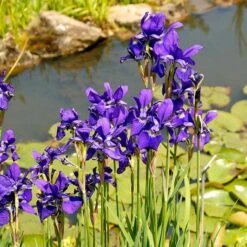Iris Sibirica 'Caesar's Brother' -Planticaa Sales Store x600 25274