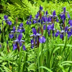 Iris Sibirica 'Caesar's Brother' -Planticaa Sales Store x600 25275