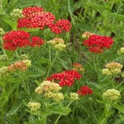 Achillea Millefolium 'Paprika'