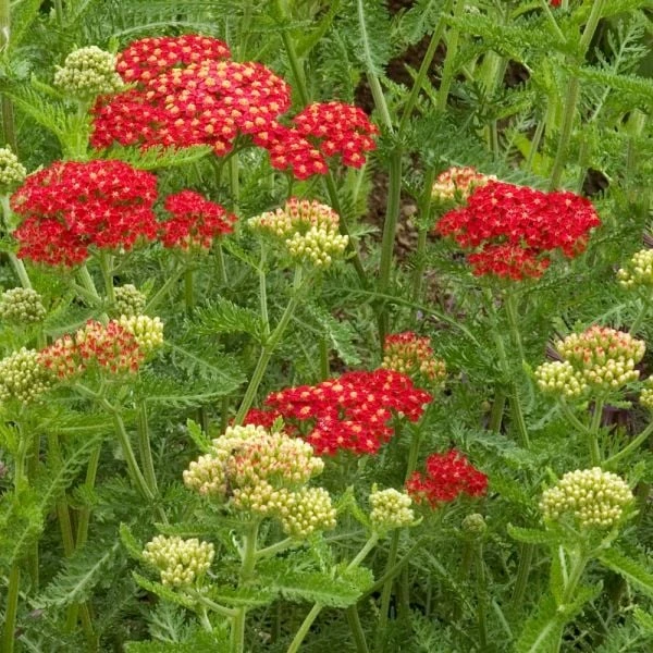 Achillea Millefolium 'Paprika' 3 Achillea Millefolium 'Paprika'