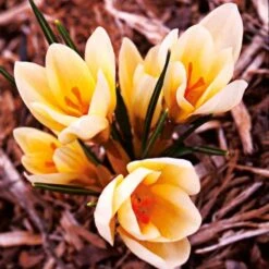 Crocus In Yellow Shades Mix -Planticaa Sales Store x600 25282 1