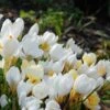 White Shades Crocus Mix -Planticaa Sales Store x600 25283