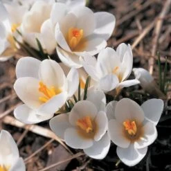 Crocus In Yellow Shades Mix -Planticaa Sales Store x600 25284 1