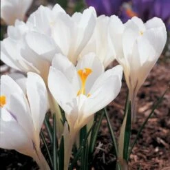 White Shades Crocus Mix -Planticaa Sales Store x600 25285