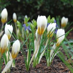 White Shades Crocus Mix -Planticaa Sales Store x600 25287