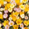 Crocus In Yellow Shades Mix