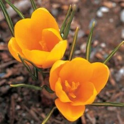 Crocus In Yellow Shades Mix -Planticaa Sales Store x600 25300