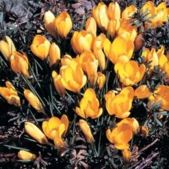 Crocus In Yellow Shades Mix -Planticaa Sales Store x600 25301