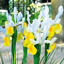 Dutch Iris Mix -Planticaa Sales Store x600 25303