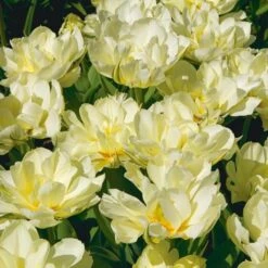 Tulip 'Exotic Emperor' -Planticaa Sales Store x600 25314