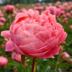 Peony 'Coral Charm' -Planticaa Sales Store x600 25318