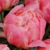 Peony 'Coral Charm' -Planticaa Sales Store x600 25319