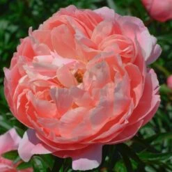 Peony 'Coral Charm' -Planticaa Sales Store x600 25320