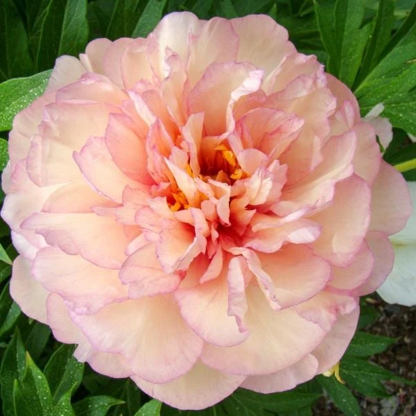 Peony 'Scrumdidleumptious' - Itoh Peony 3 Peony 'Scrumdidleumptious' - Itoh Peony