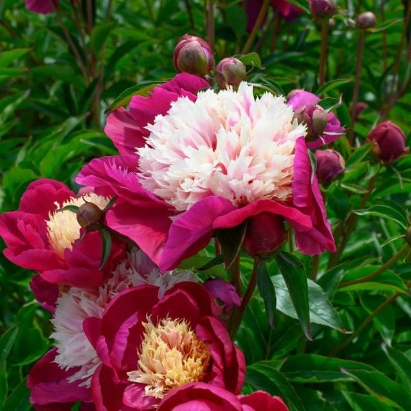 Peony 'White Cap' 4 Peony 'White Cap' - Image 2