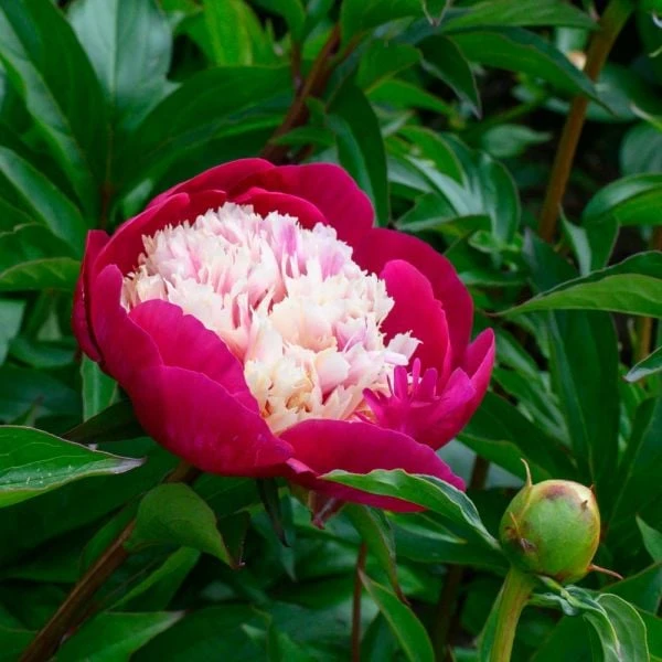 Peony 'White Cap' 5 Peony 'White Cap' - Image 3